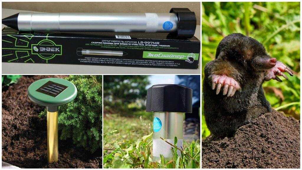 Водяная крыса на огороде: как бороться с вредителем, наносимый вред
