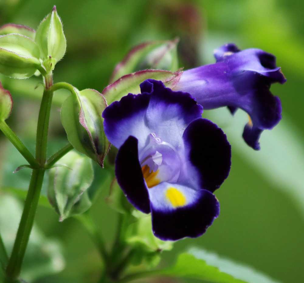 Смолевка: фото цветка, выращивание, посадка и уход