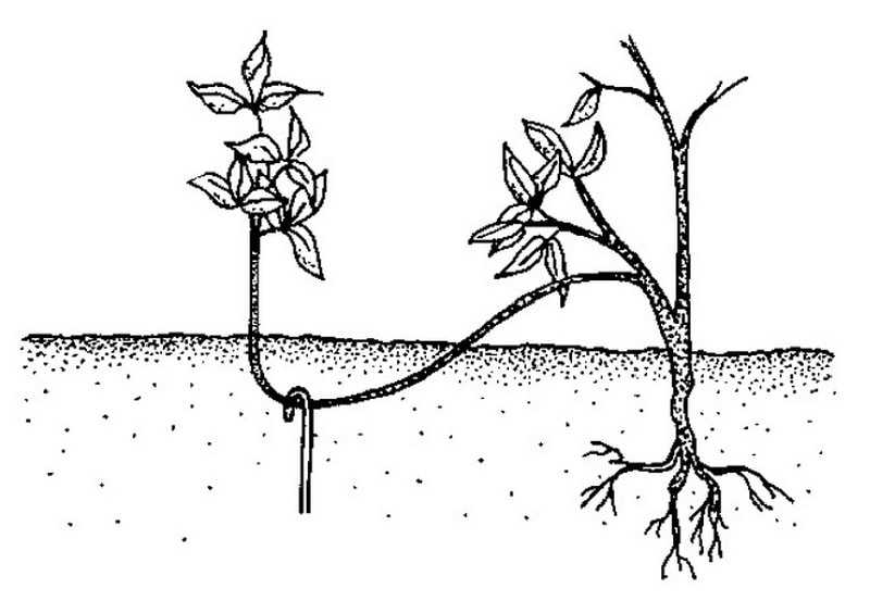 Размножение черемухи: черенками, корневой порослью, прививкой, отводками, сеянцами