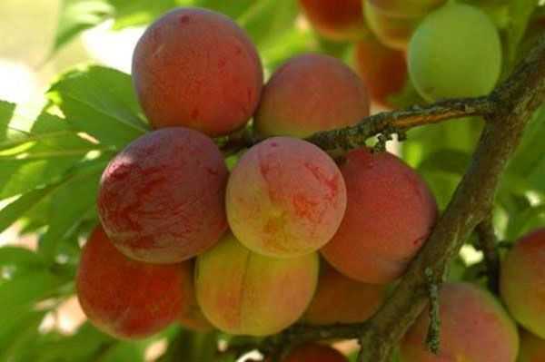Слива персиковая: описание сорта фото достоинства и недостатки