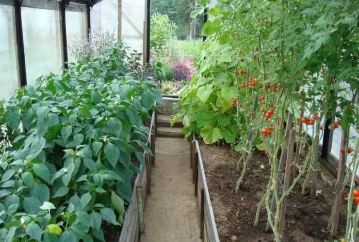 Как вырастить огурцы и помидоры в одной теплице