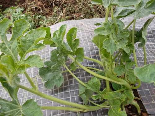 Выращивание арбузов на урале в теплице: фото, видео, особенности и лучшие сорта