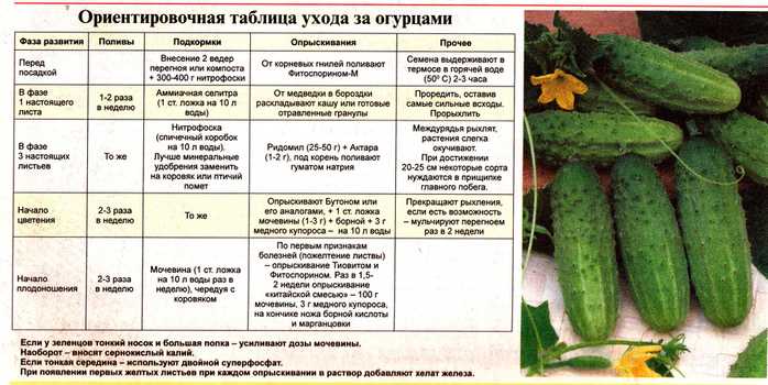 Описание сорта огурцов герман с фото: характеристики растения, посев семян и выращивание в открытом грунте