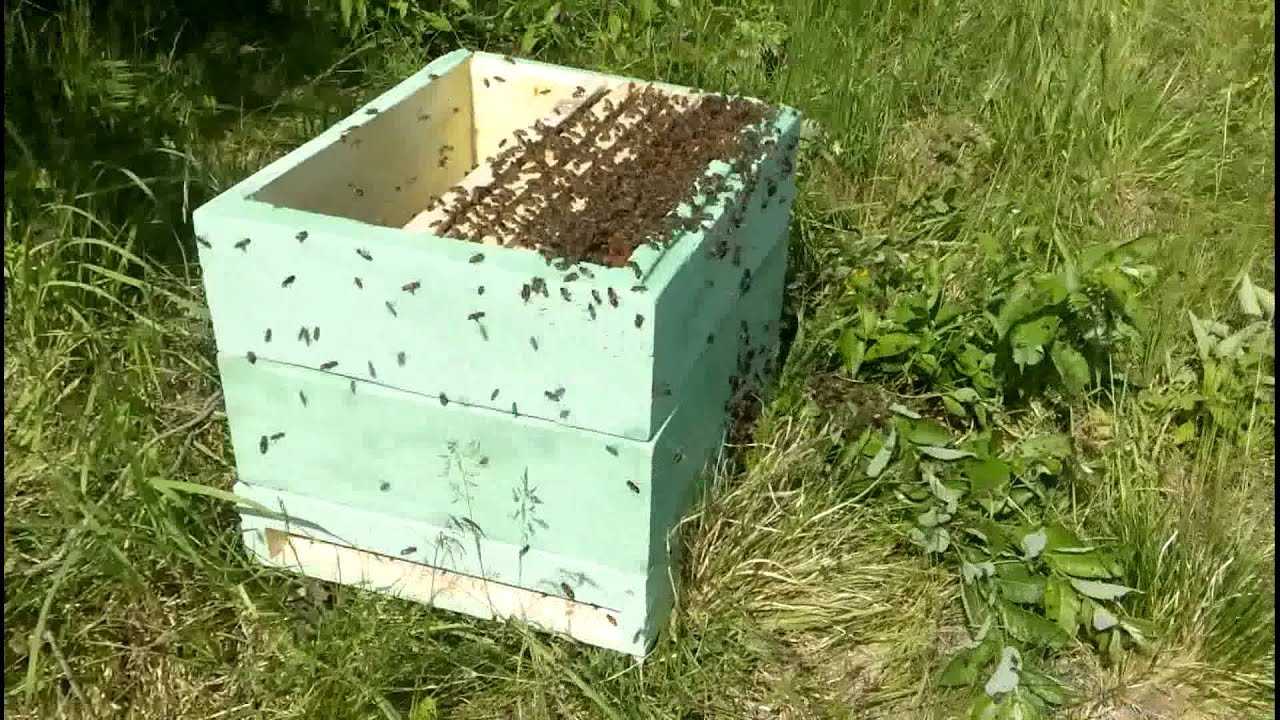 Ловля пчелиных роев ловушками: как приманить и пересадить (видео)
