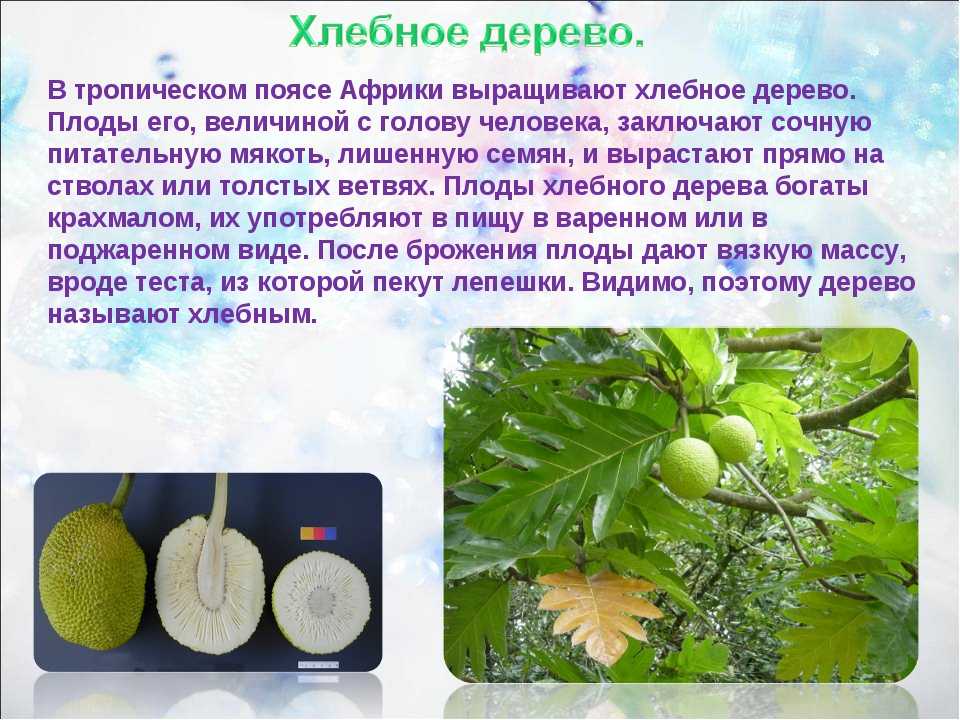 Хлебное дерево. плоды хлебного дерева. описание растения :: syl.ru