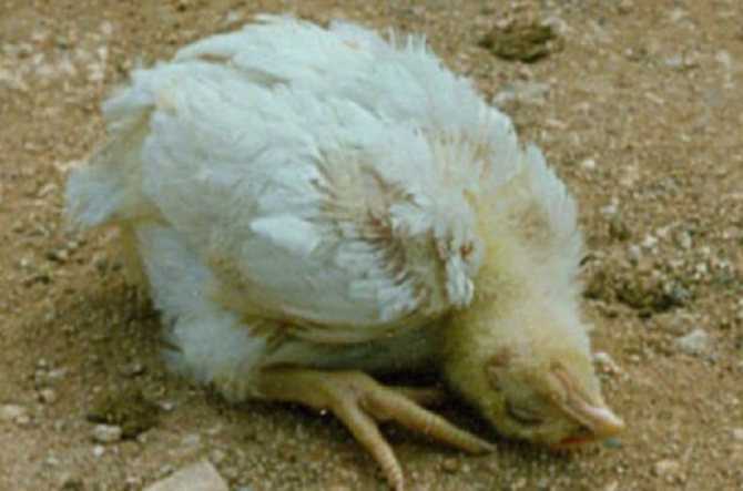 Кокцидиоз у кур: симптомы и лечение цыплят в домашних условиях