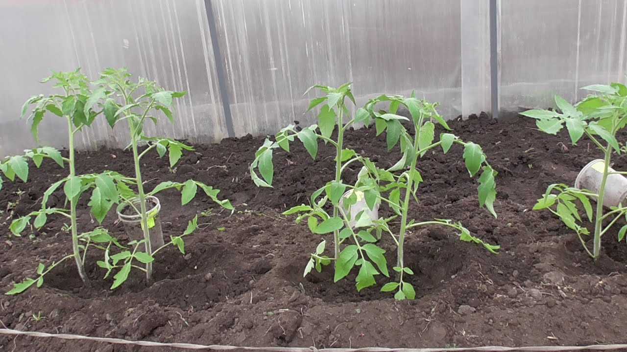Выращивание перца в открытом грунте – посадка и уход по технологии, особенности агротехники, видео