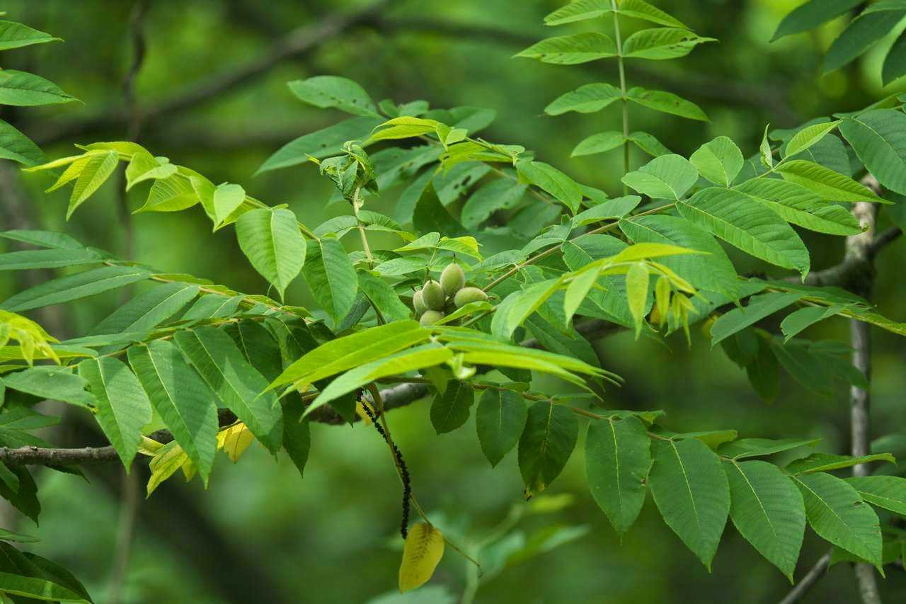 Маньчжурский орех: описание дерева, посадка и уход, выращивание из семян