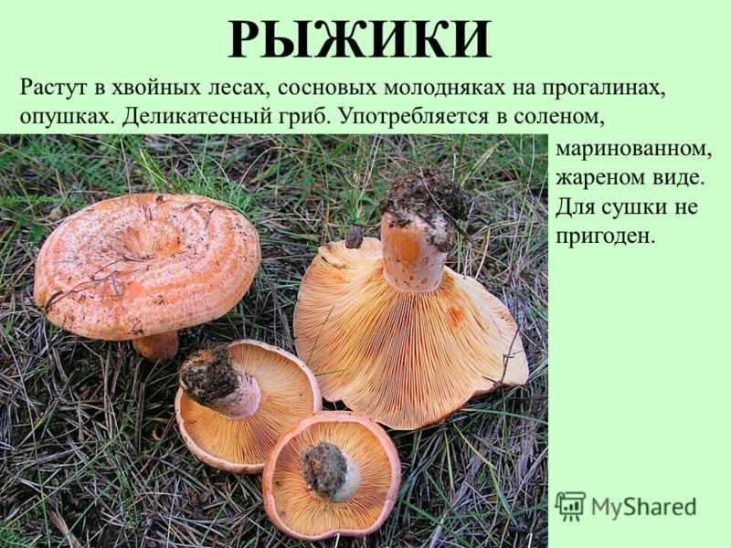 Подосиновик красный -  гриб полезные свойства, как собирать, хранить и готовит. фото и видео.