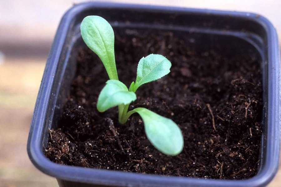 Как вырастить однолетние георгины из семян