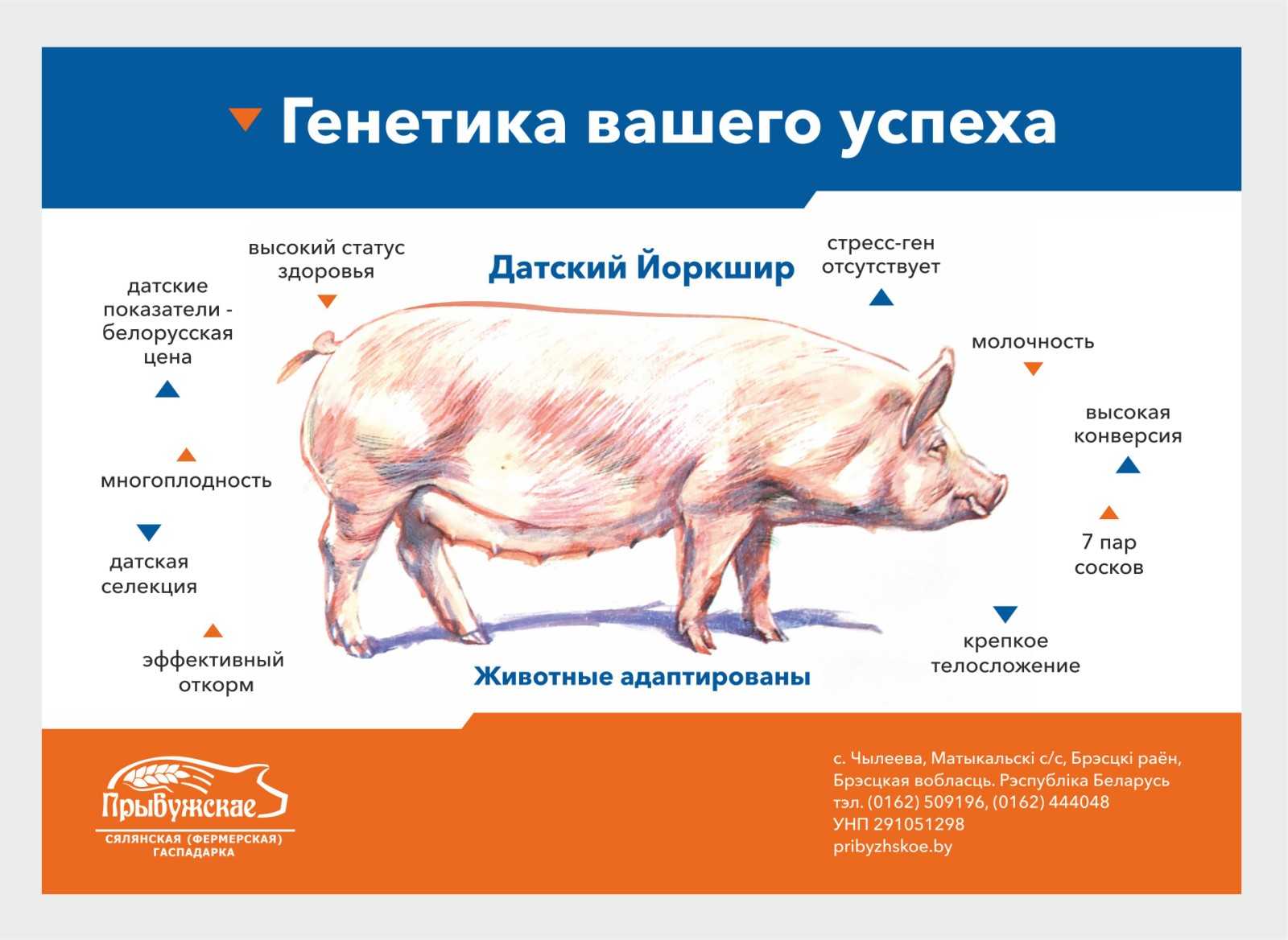 Все о йоркширской породе свиней