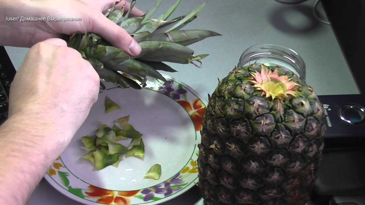 Как вырастить ананасы в теплице Можно ли вырастить ананас дома Интересные факты об ананасах
