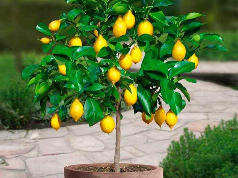 Как ухаживать за лимонами за начинающими. Лимон Лунарио. Лимонное дерево Лунарио. Цитрус (комнатное растение) лимон Мейера. Цитрус лимон Лунарио комнатный.