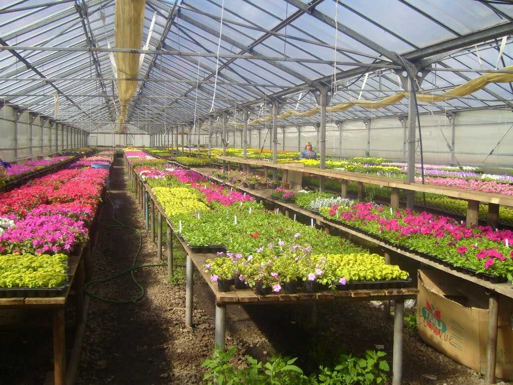 Цветочные теплицы: выращивание как бизнес круглый год своими руками > видео + фото