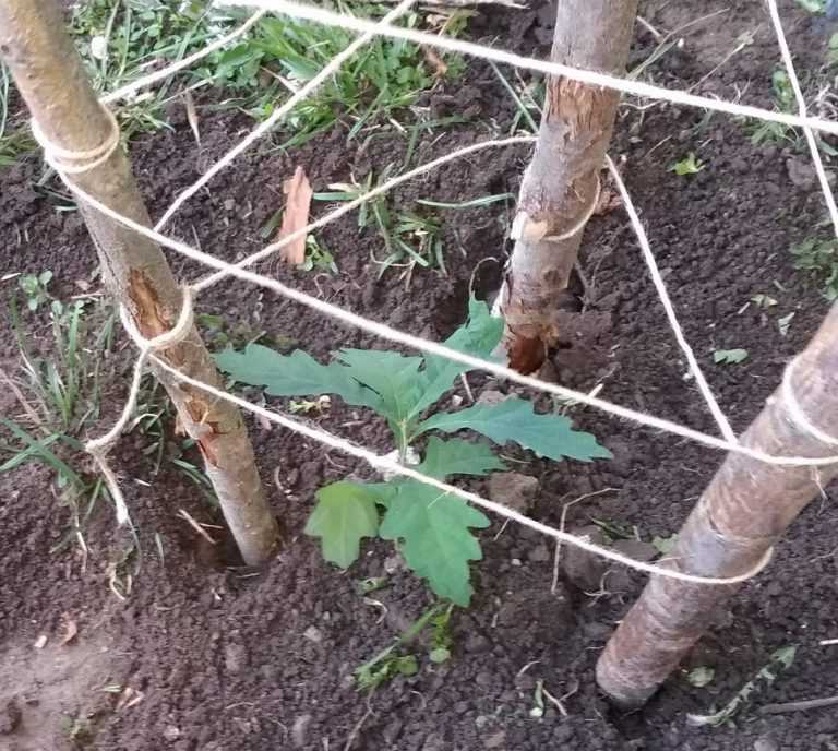 Как посадить дуб: пошаговая технология посадки, советы по уходу и особенности выращивания (85 фото и видео)
