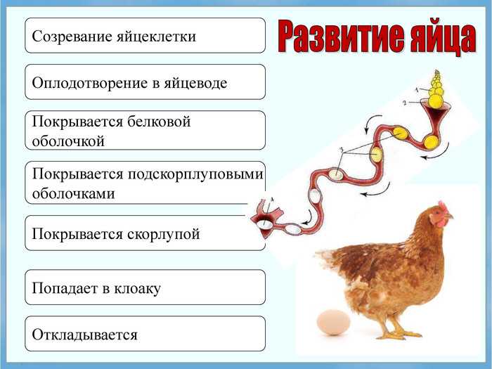 Как петух оплодотворяет курицу: размножается, спаривается и топчет