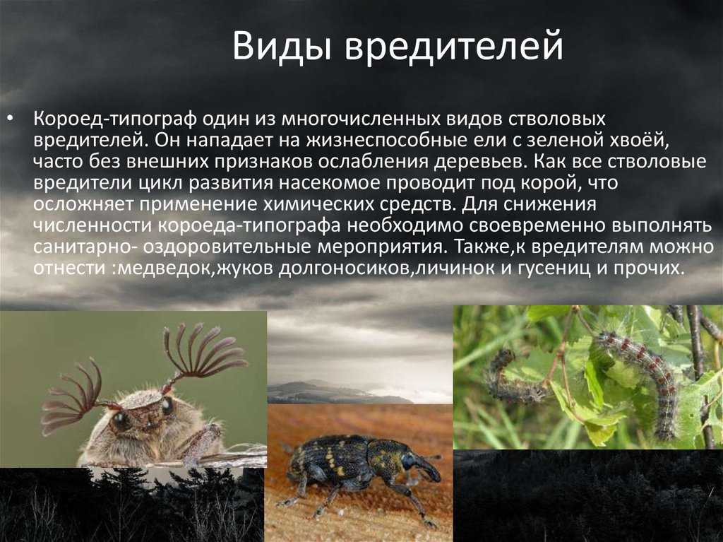 Экологические факторы способствующие вспышки численности насекомых