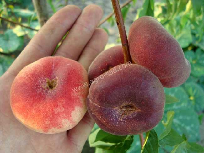 Инжирный персик — полезные свойства плоского фрукта для здоровья