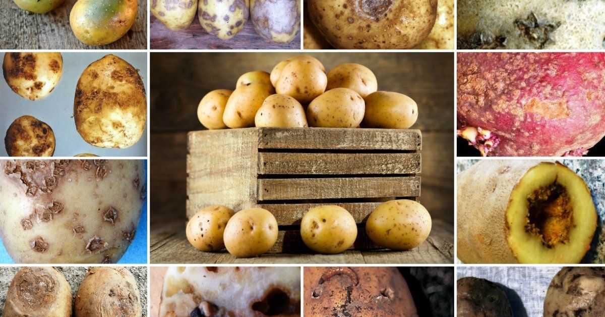 Как избавиться от сухой гнили на картофеле