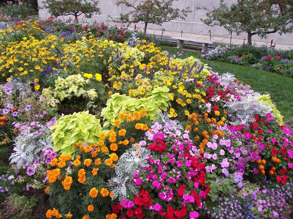 Ампельные цветы для кашпо свисающие и неприхотливые для комнаты и сада: фото и названия растений