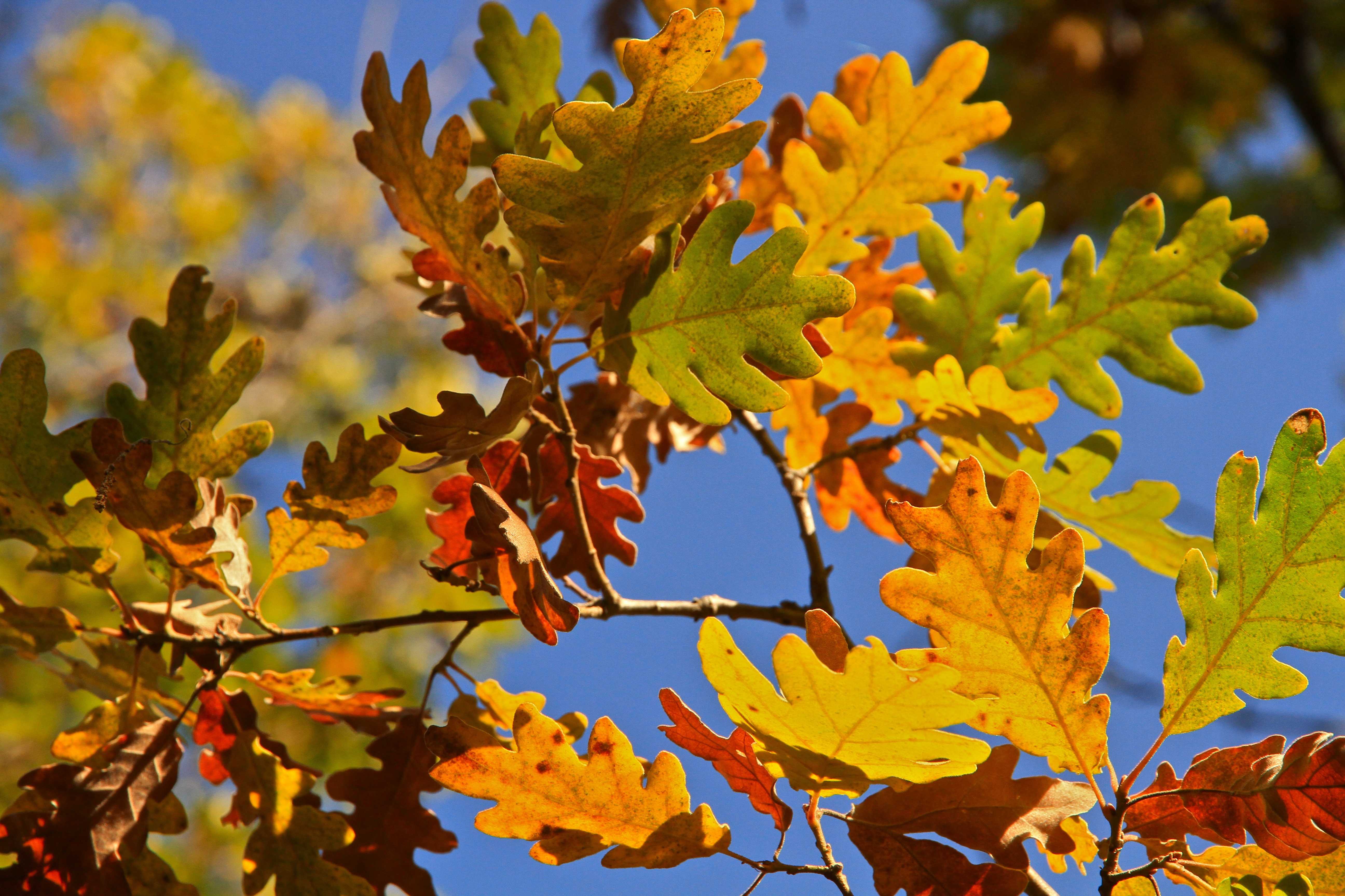 Листопад — сезонное обновление: дуб, рябина, тополь, яблоня. когда заканчивается листопад у березы, липы, кленов сколько длится листопад у березы
