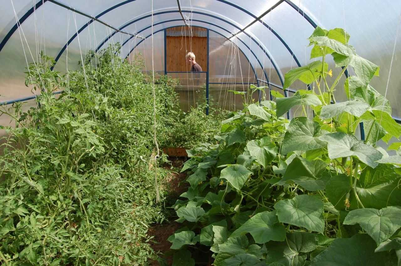 Как правильно высаживать огурцы и помидоры в одной теплице из поликарбоната. создание условий для совместного выращивания