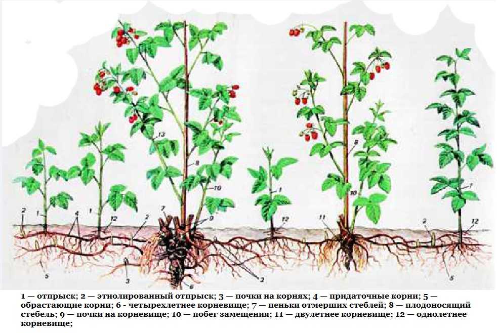 Размножение боярышника черенками, семенами и корневыми отводками
