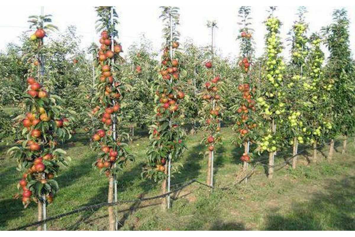 Плодовые деревья для средней полосы россии