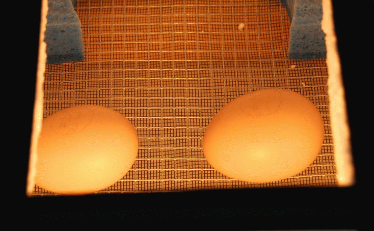 Инкубация гусиных яиц в домашних условиях: как достигнуть максимальной выводимости?