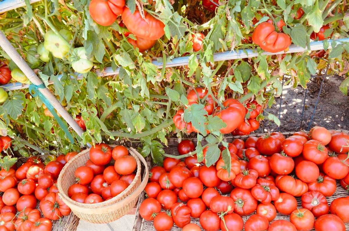 Защита помидоров от фитофторы — все способы профилактики болезни