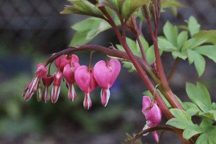 Дицентра великолепная (или разбитое сердце): популярные сорта растения, посадка и уход в открытом грунте, фото