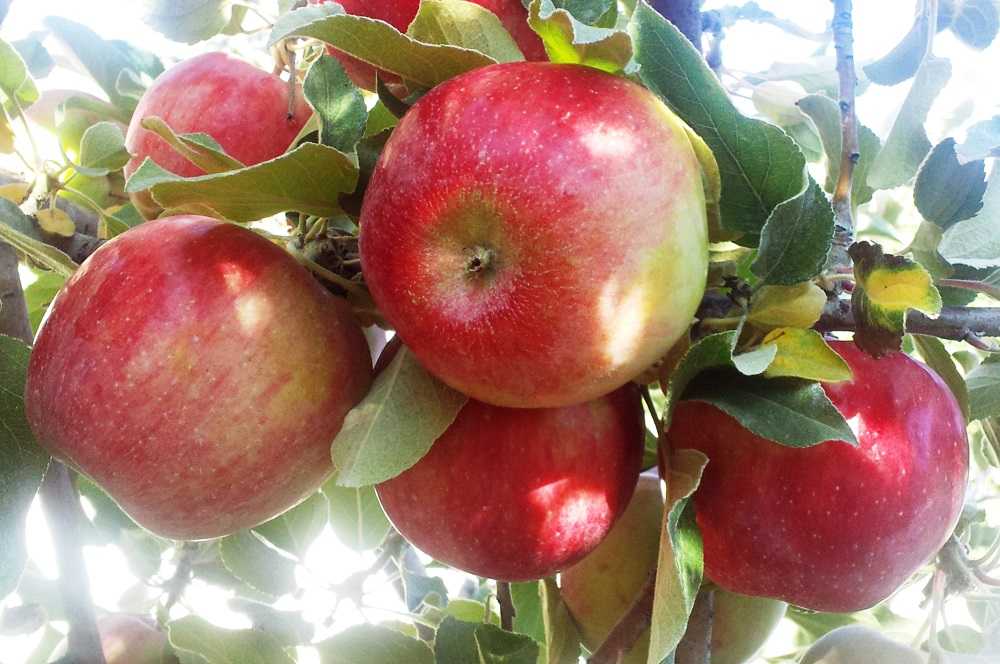 Яблоня богатырь: описание дерева и яблок, урожайность, морозостойкость + правила посадки и ухода, отзывы дачников
