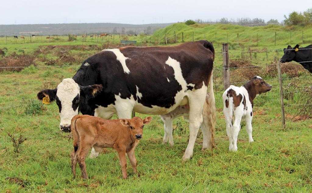 Сколько молозива дает корова? - сельское хозяйство