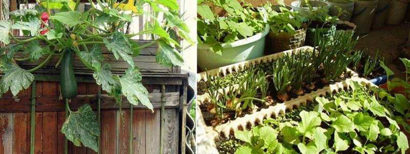 Как легко вырастить и ухаживать за тыквой на балконе дома