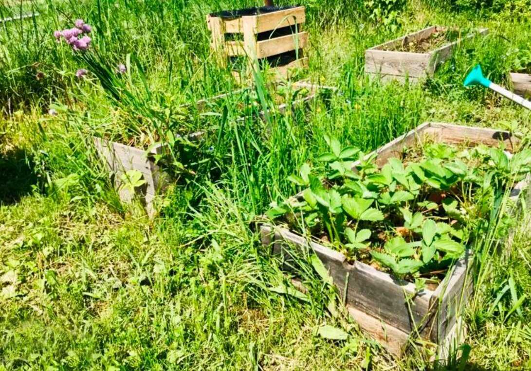 Борьба с сорняками на огороде по-современному: лучшие средства и методы