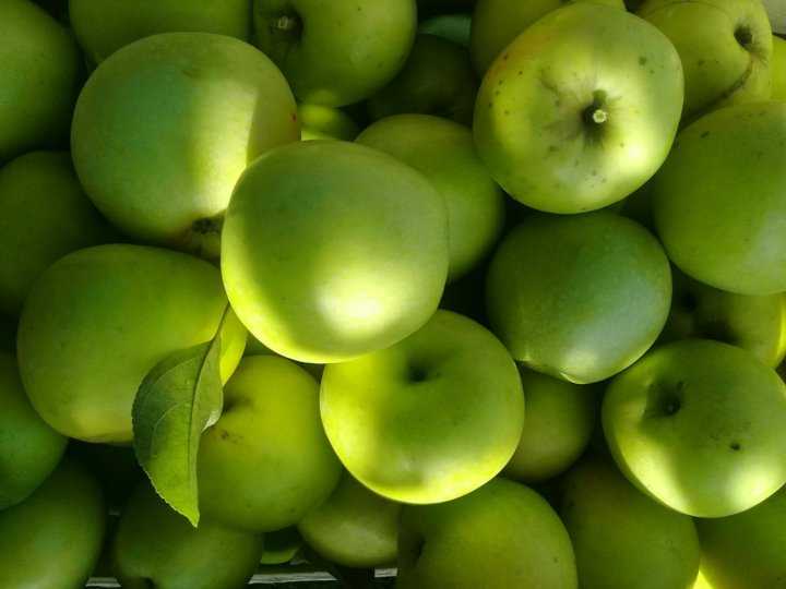 Зимние сорта яблок для выращивания в беларуси 2021