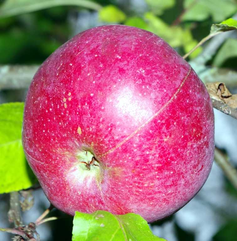 Топ-7 лучших сортов зимних яблок
