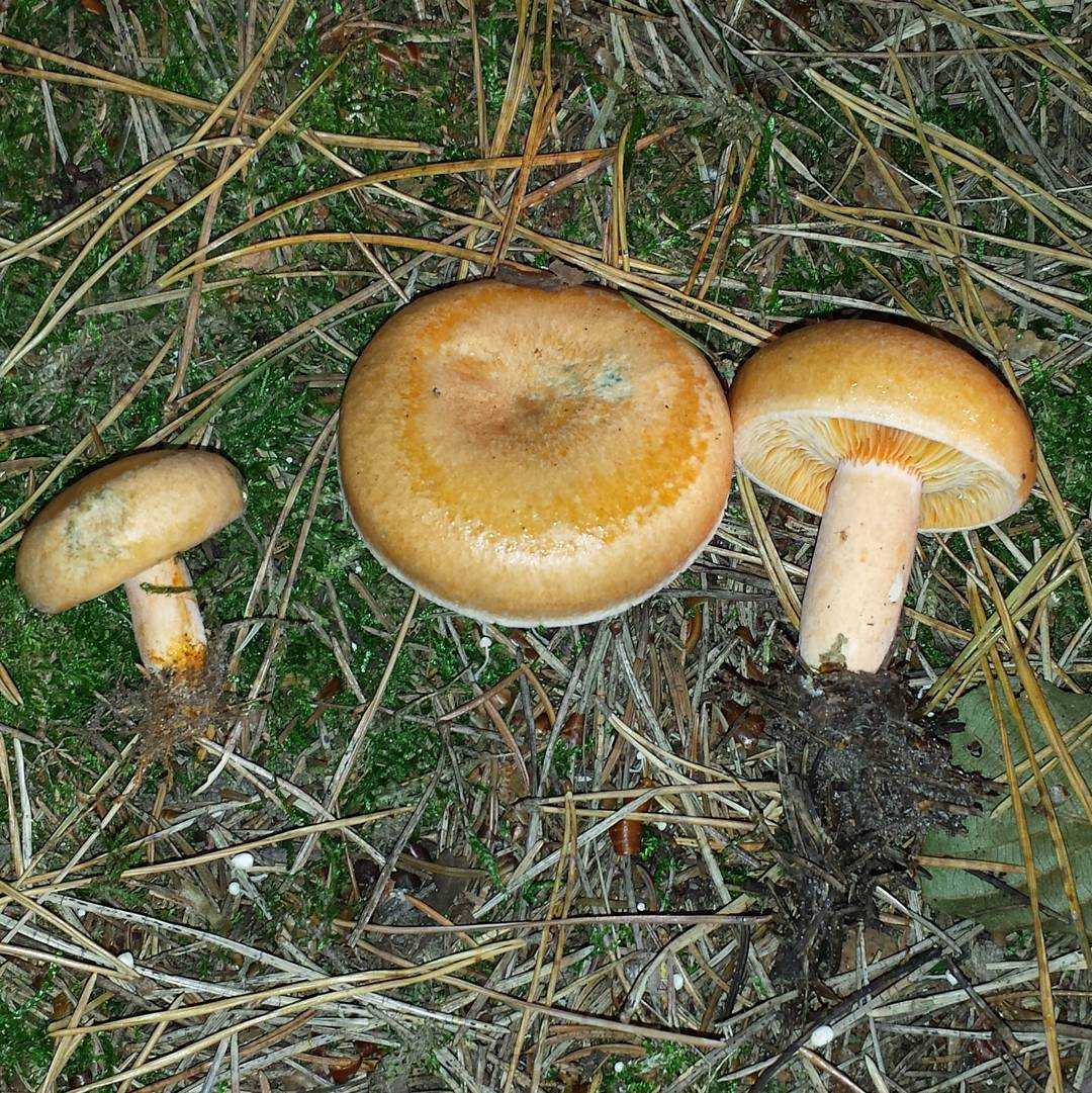 Сходство и различия рыжика и волнушки розовой: основные характеристики грибов