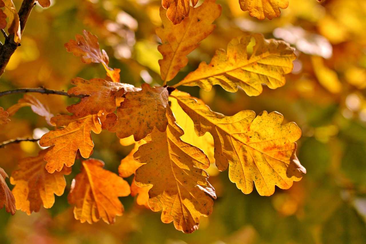 Листопад — сезонное обновление: дуб, рябина, тополь, яблоня. почему деревья сбрасывают листья осенью как долго длится листопад у березы