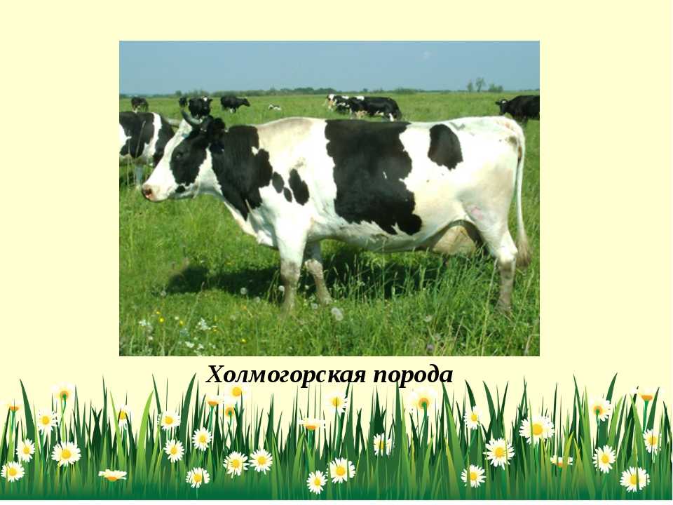 Холмогорская порода коров: характеристика