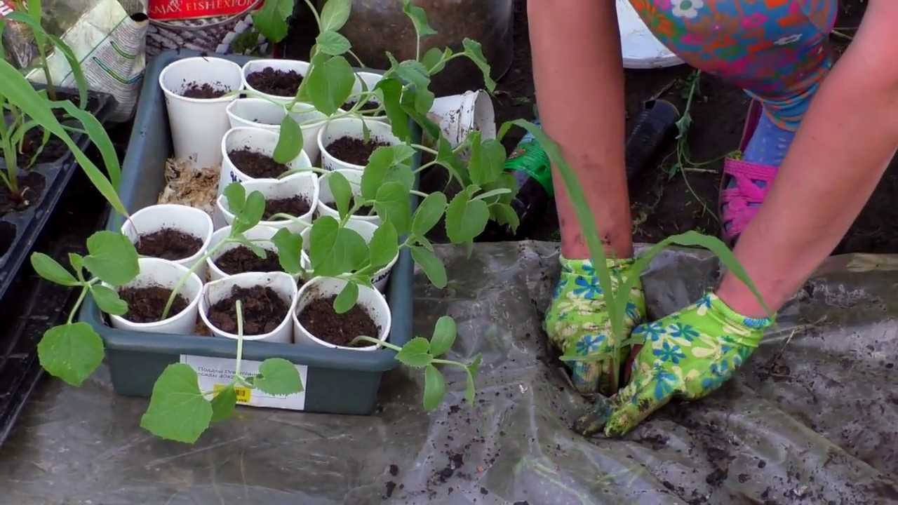 Чем подкормить арбузы для хорошего роста | огородник