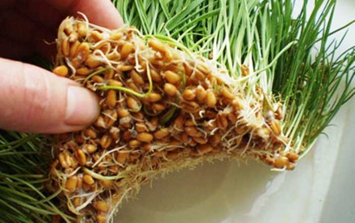 Как прорастить пшеницу в домашних условиях (на подоконнике)