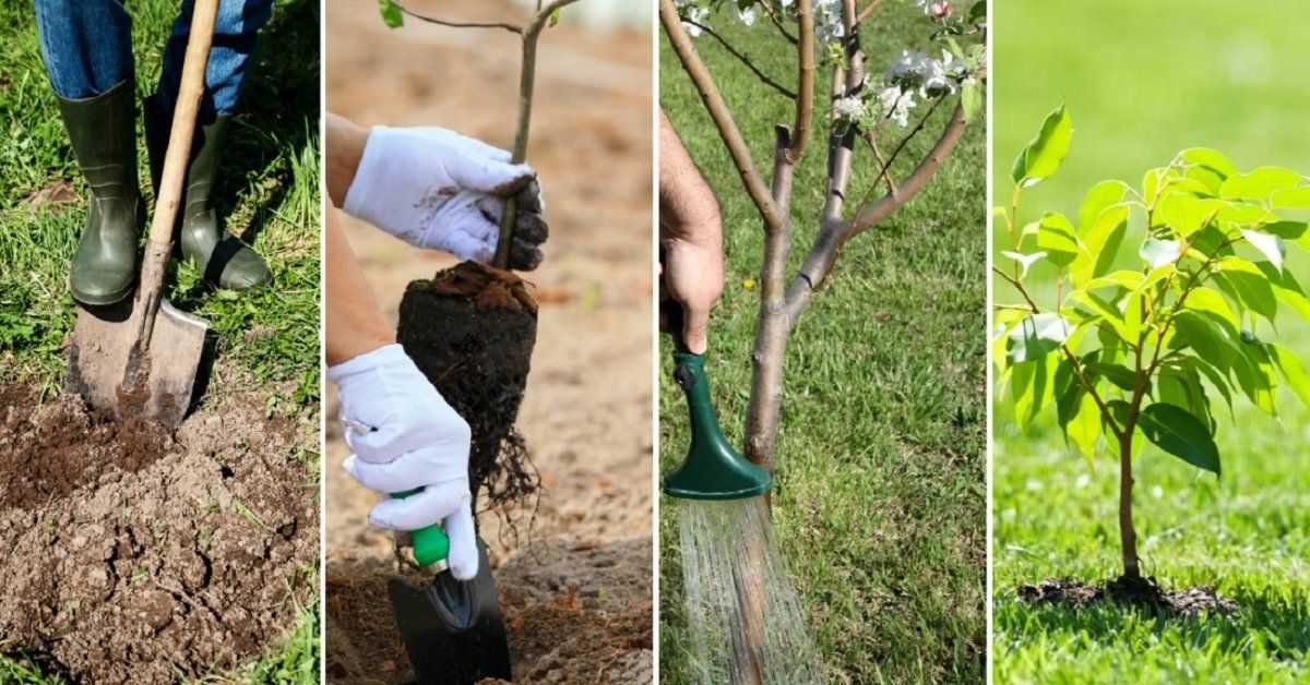 Яблоня сорта имант: компактное дерево и плоды, лежащие до лета