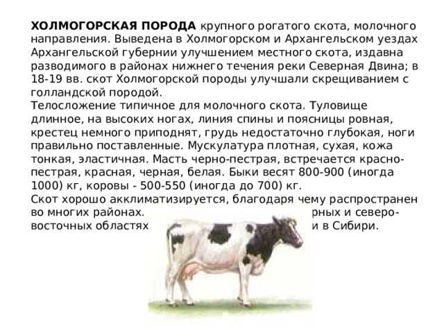Холмогорская порода коров: характеристика с фото и видео