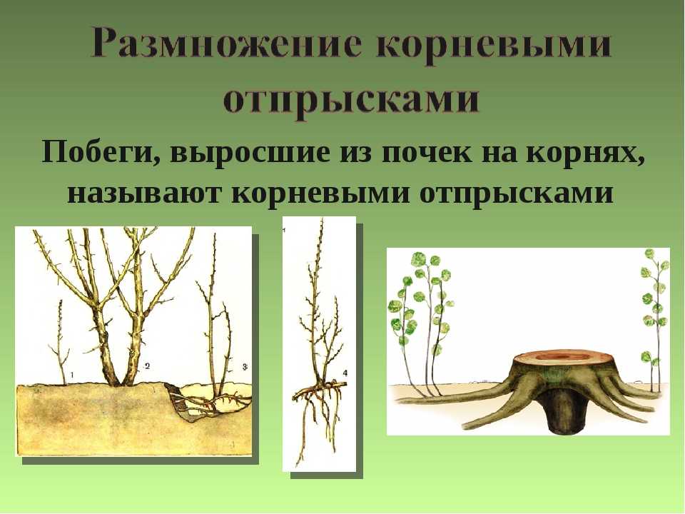 Особенности размножения и выращивания боярышника | огородник