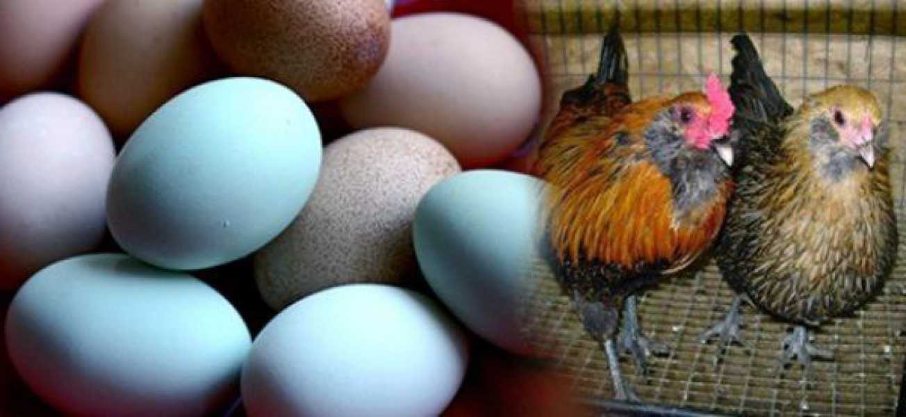 Курица какой породы несет голубые яйца: топ 5 пород