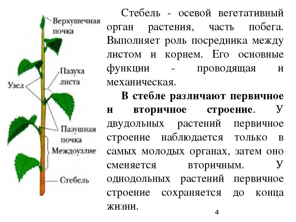 Корень лист стебель у растения это. Функции органов корень стебель лист. Корень, побег, стебель, лист, почка функции. Функции стебля схема. Перечислите функции стебля (побега).