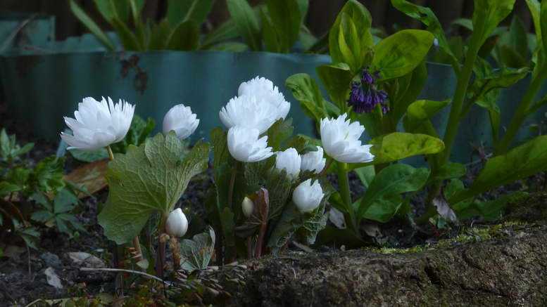 Сангвинария: посадка и уход за цветком, размножение семенами