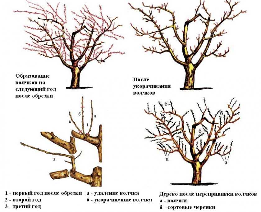 Как правильно посадить яблоню весной, в том числе посадка саженцами, пошаговое руководство, схема, инструкция, как сажать на украине + видео