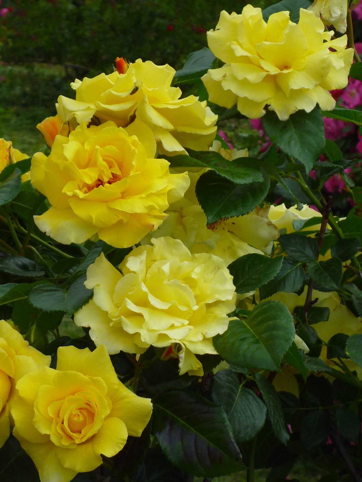 Сорта белых роз (фото и названия, а также описание характеристик)